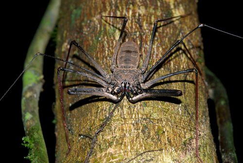 an amblypygi on a tree