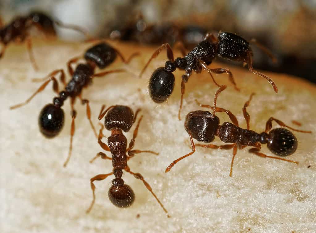 a group of ants communicate