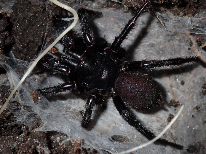 a funnel web spider illustrate dangerous insect in australia