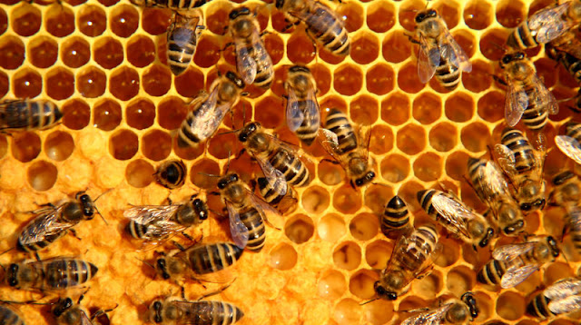 group of bees communicate