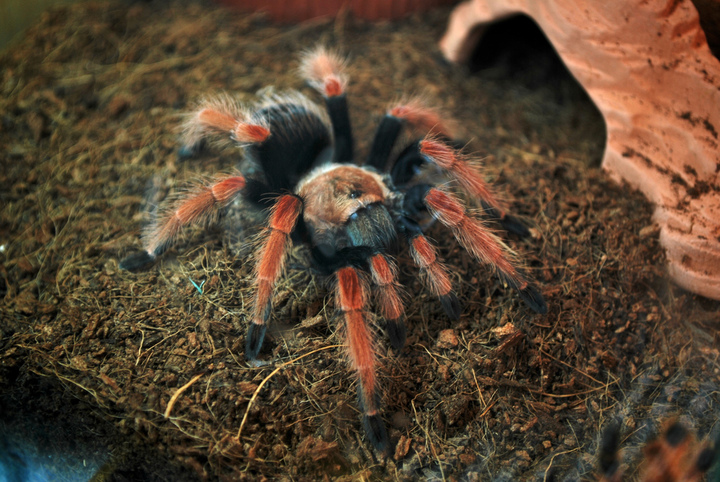 a tarantula on ground