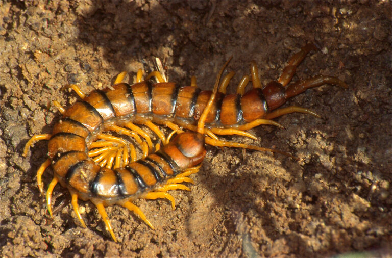 a centipede on ground