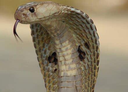 a cobra showing venomous animals