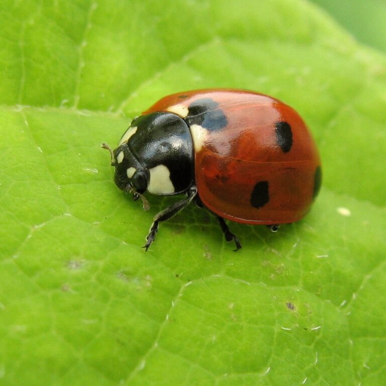 red and black bug