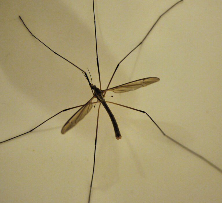 insects with long legs