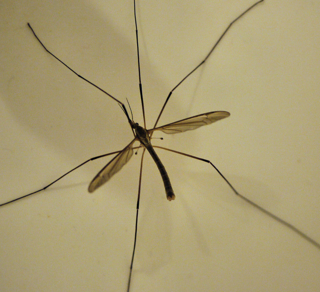 insects with long legs