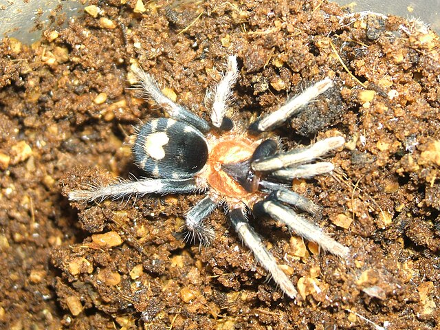 Dwarf Tarantulas