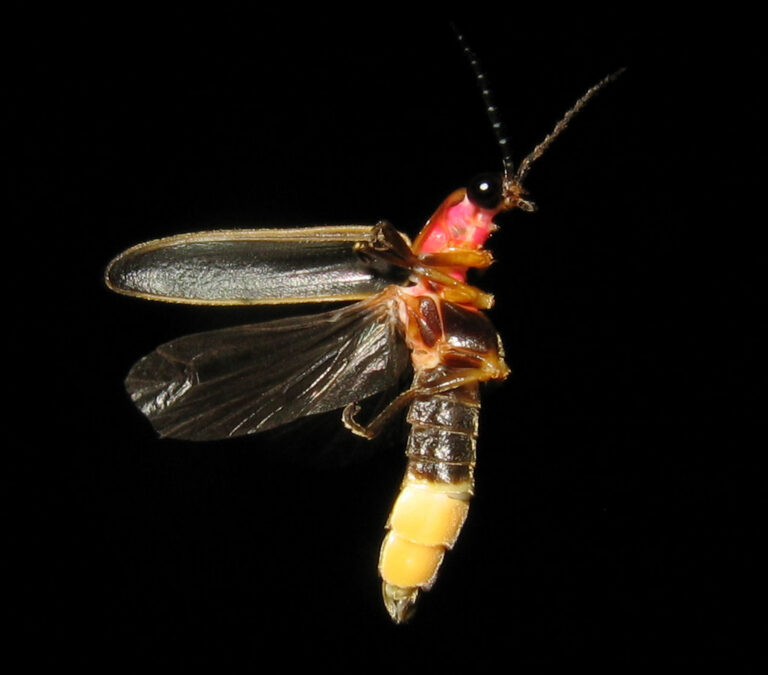 firefly showing that some insects glow
