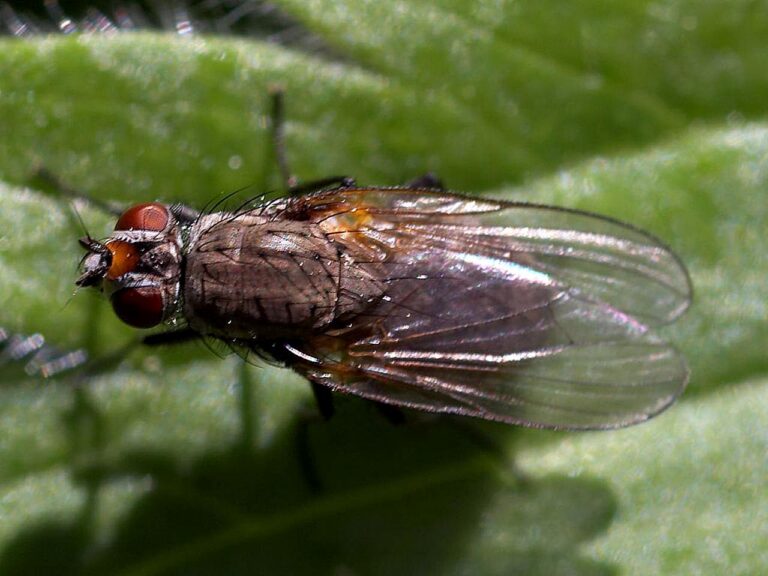 a fly on a leaf showing the role of insects
