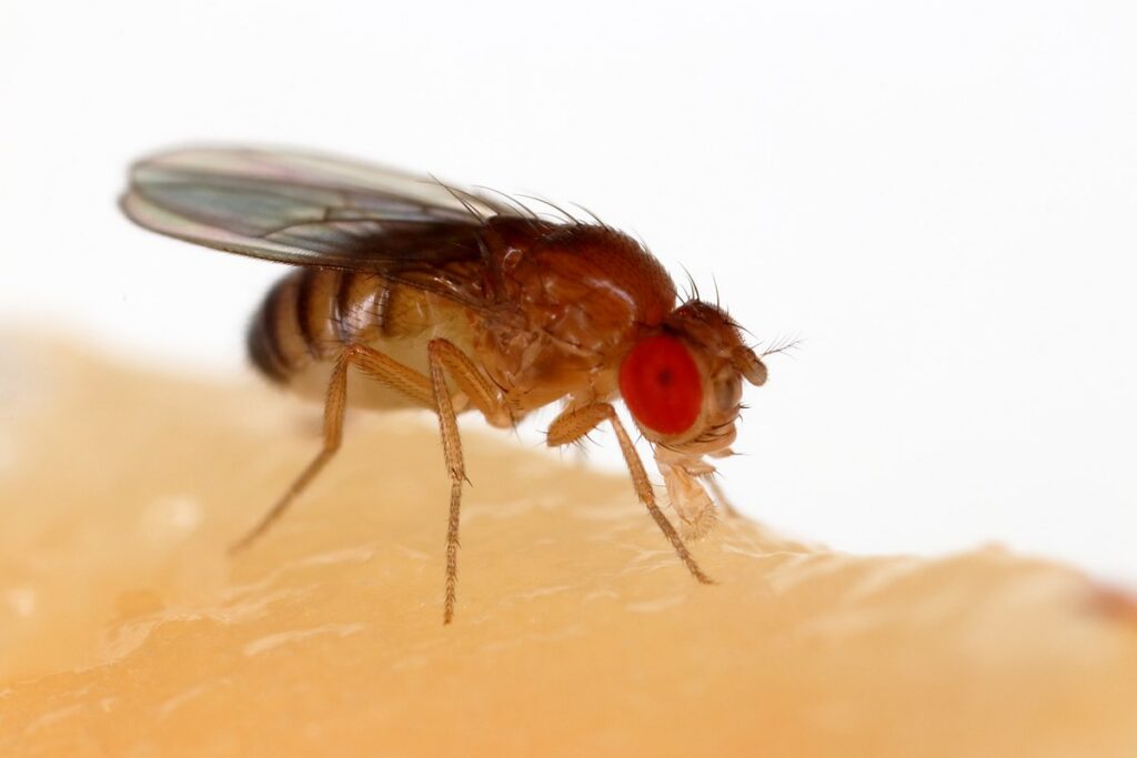 a fruit fly showing black insects