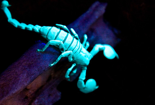 scorpions glow