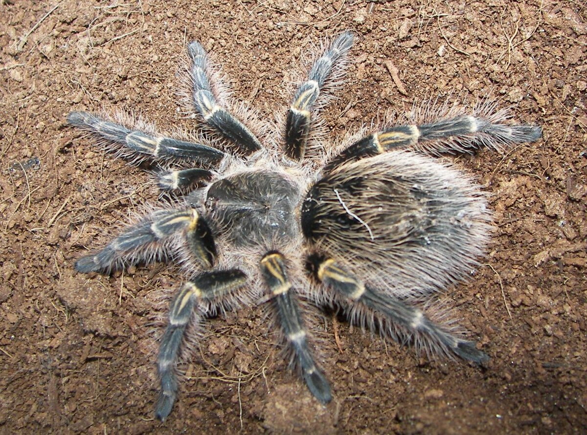 a tarantula 
