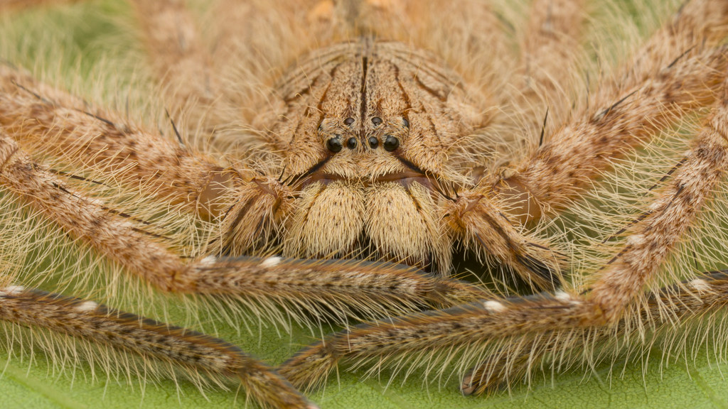 an Heteropoda davidbowie