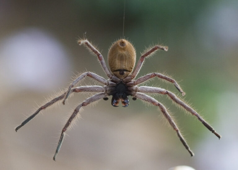 a spider and its fangs to illustrate the humans capabilities to build himmunity
