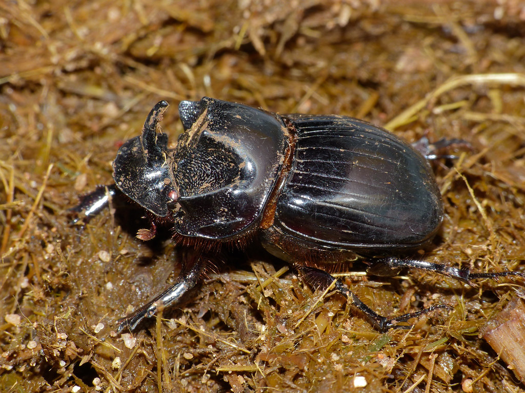 horned dung beetle which is the strongest insect for his size