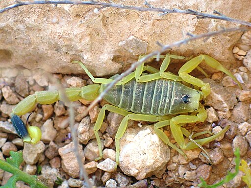 the deadlyest scorpion on ground