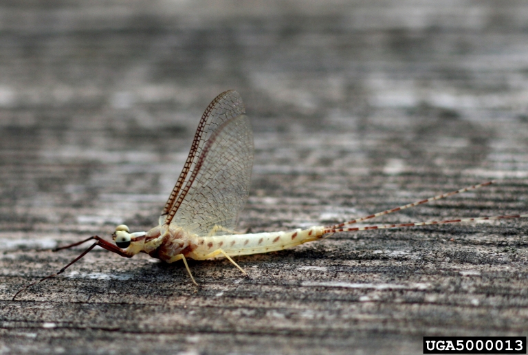 a mayfly which is the insect that have the shortest lifespan