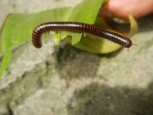 a millipede on a leaf