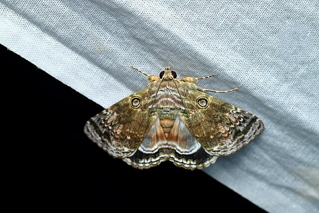 a moth to show flying insects