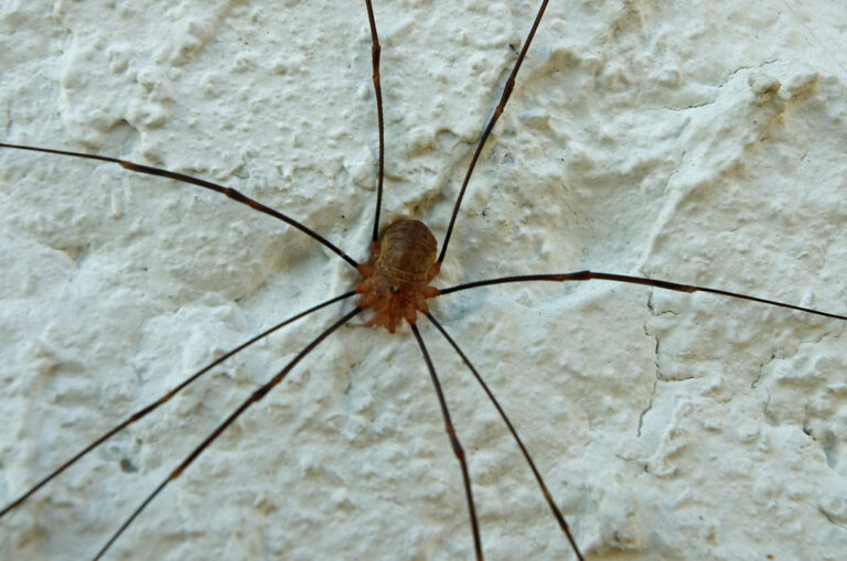 an opiliones showing some bugs that look like spiders