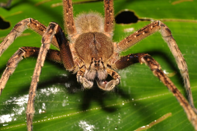 a brazilian wandering spider