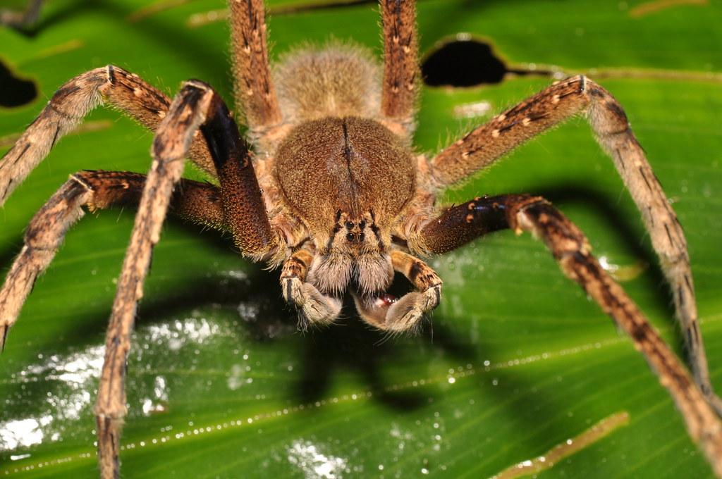 a brazilian wandering spider