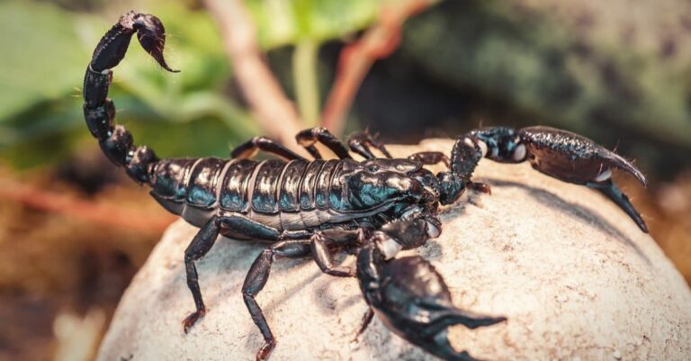 a scorpion with his aculeus showing the power of a scorpion sting