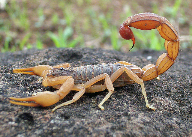 a dangerous scorpions helping identifying dangerous and harmless scorpions