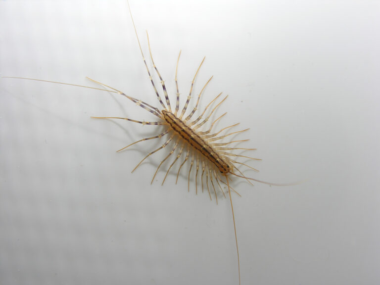 house centipedes