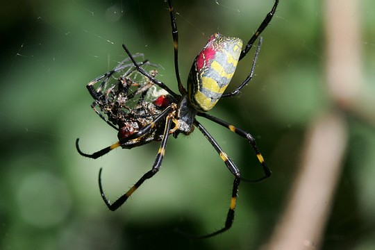image showing that spiders eat their mates sometimes