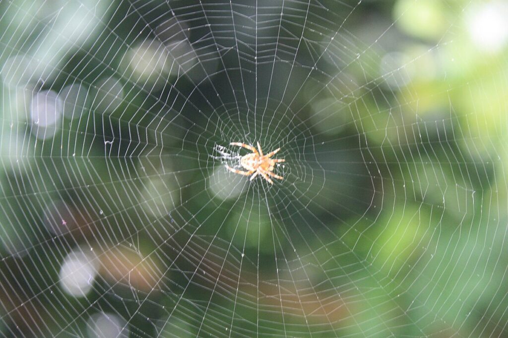 a spider building his web
