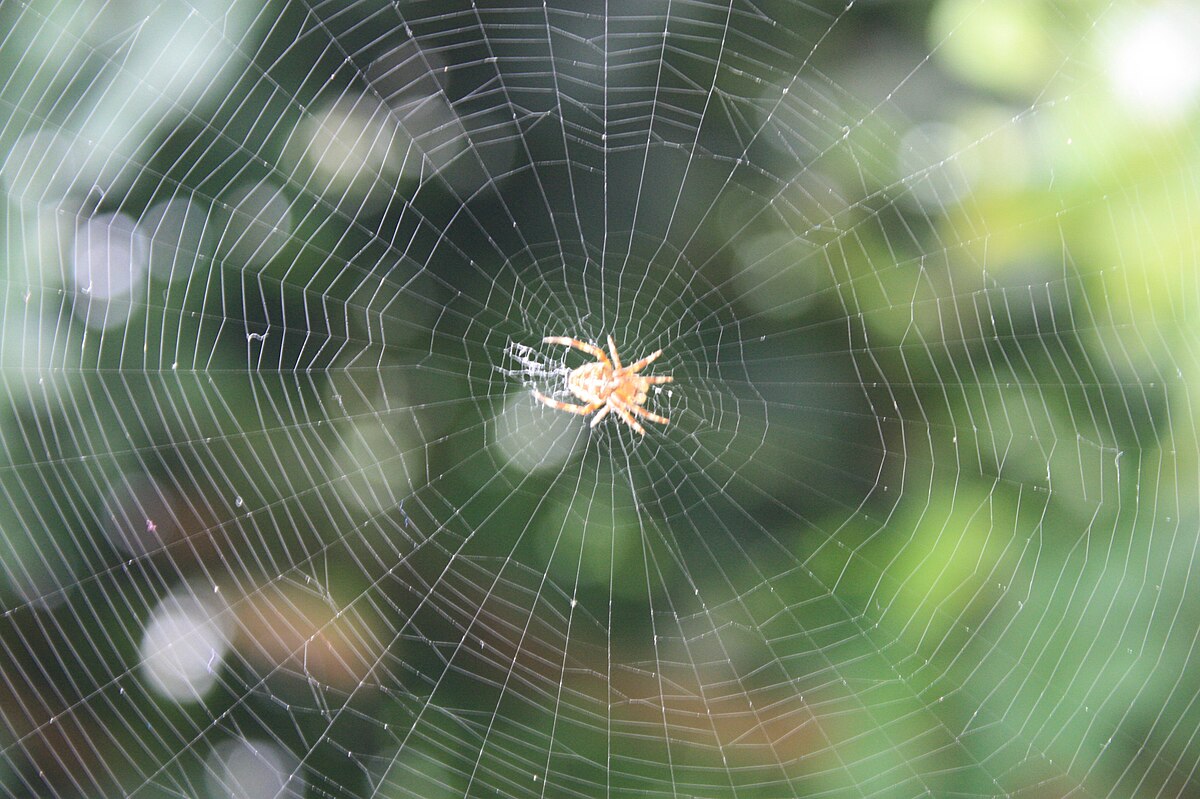 a spider building his web