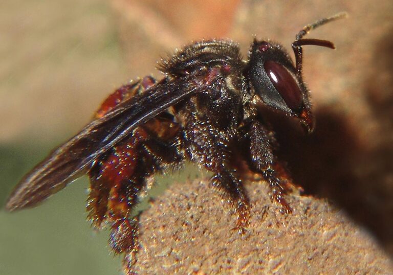 stingless bees