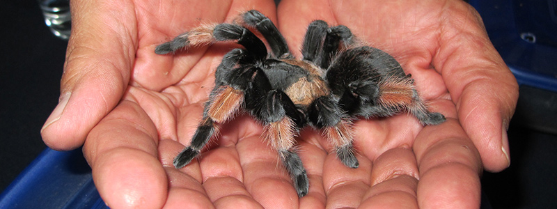 handling a brachypelma to see if tarantulas recognize their owner