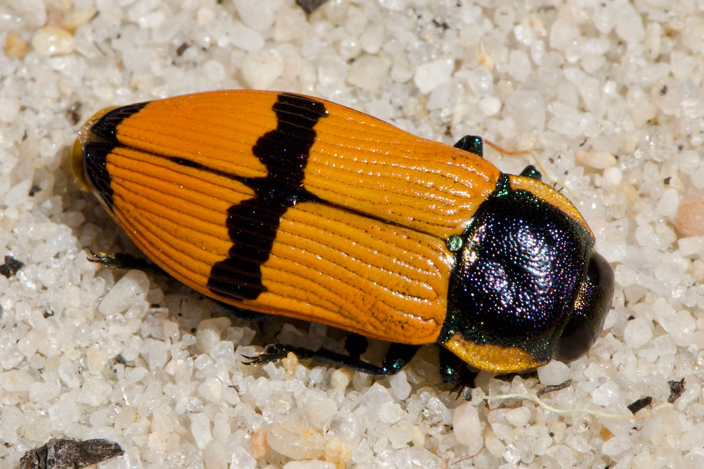 a bug showing how insects play dead