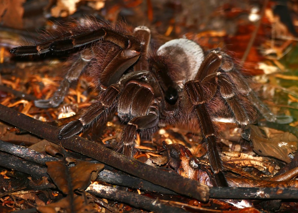 the largest tarantula