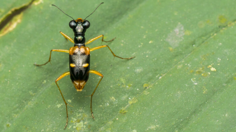 a tiger beetle showing which insect is the fastest