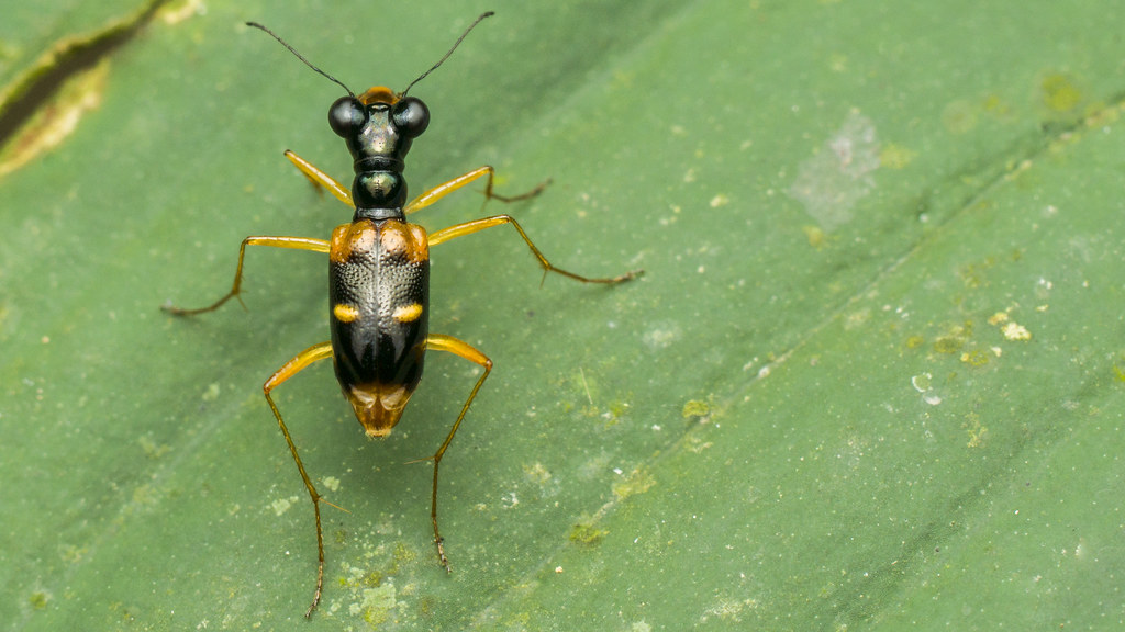 a tiger beetle showing which insect is the fastest