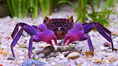 pire crabs