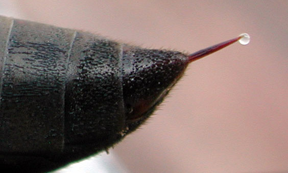 a bee sting to illustrate the types of venom