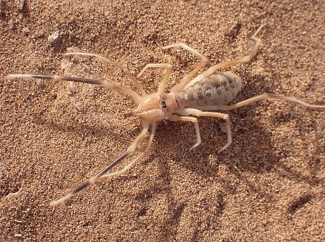 a camel spider on sand