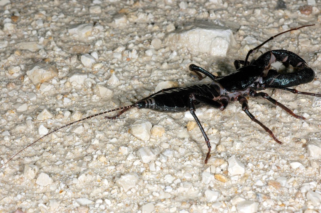 a vinegaroon on ground