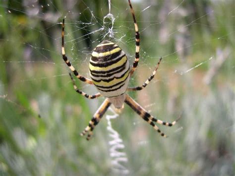 A spider on its web to represent how long do spiders live