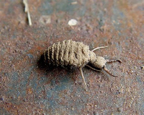 An antlion on ground
