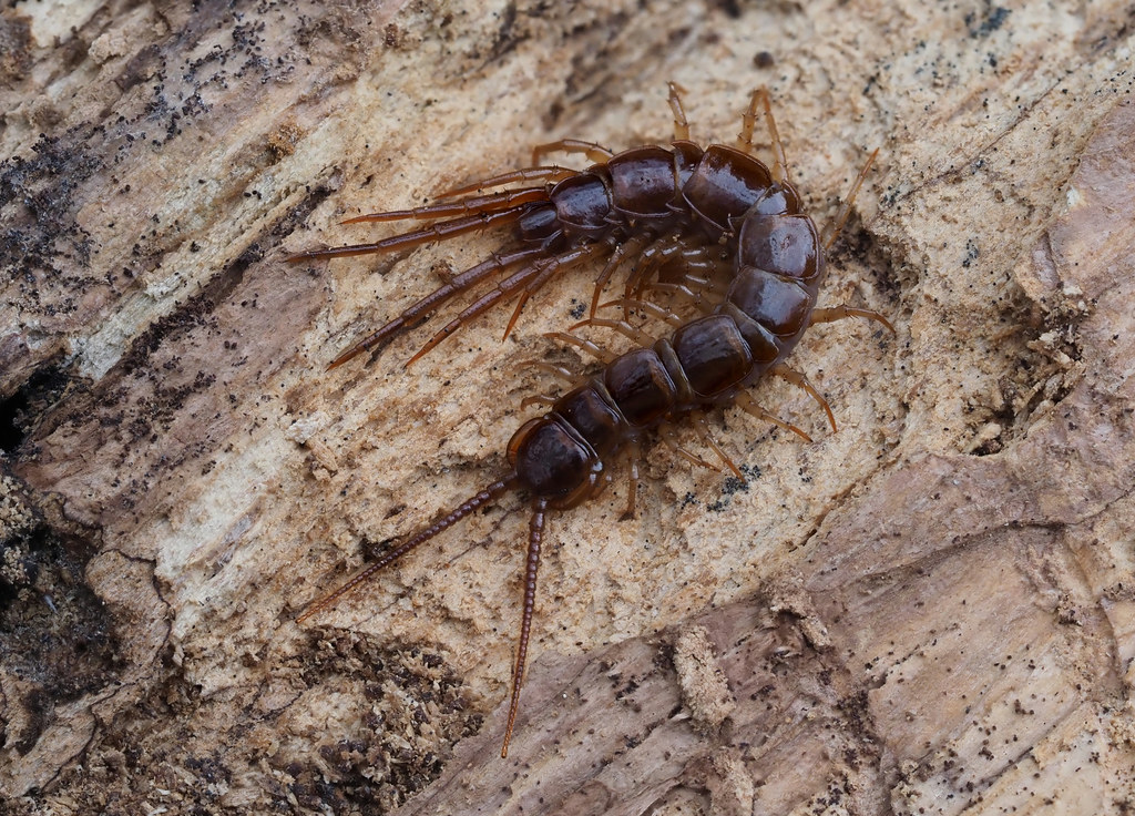 a lithobie on a piece of wood